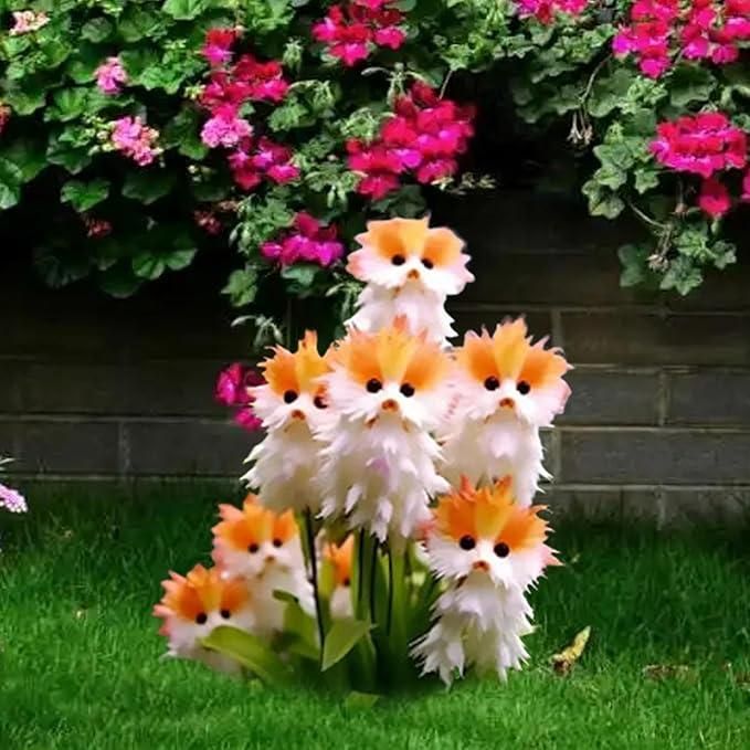 Cat Eye Dazzle Flower Seeds🌸 + Free Organic Pot Mix 100 Grams🌱