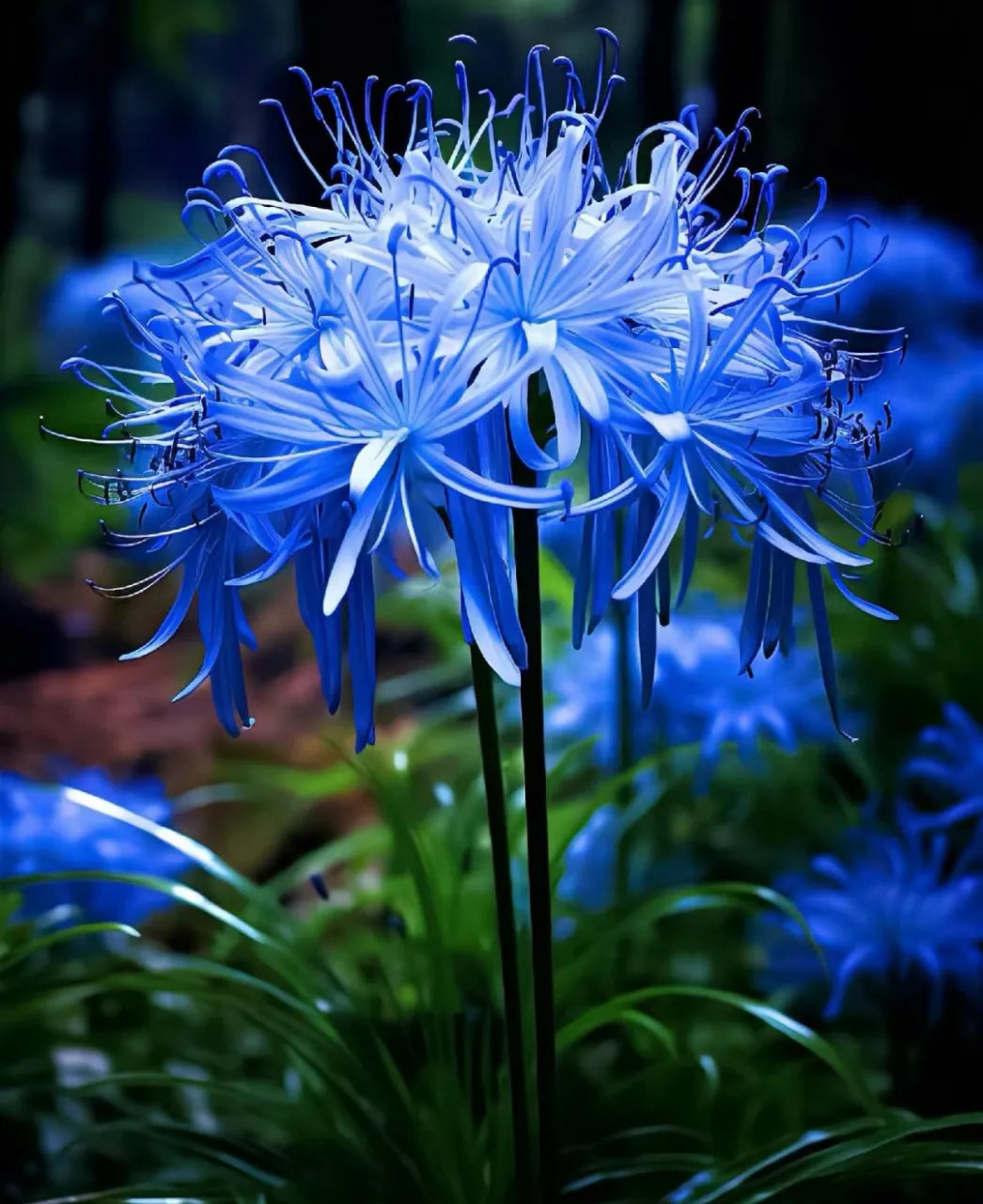 🌈 Spider Lily Bulbs-Multicolor