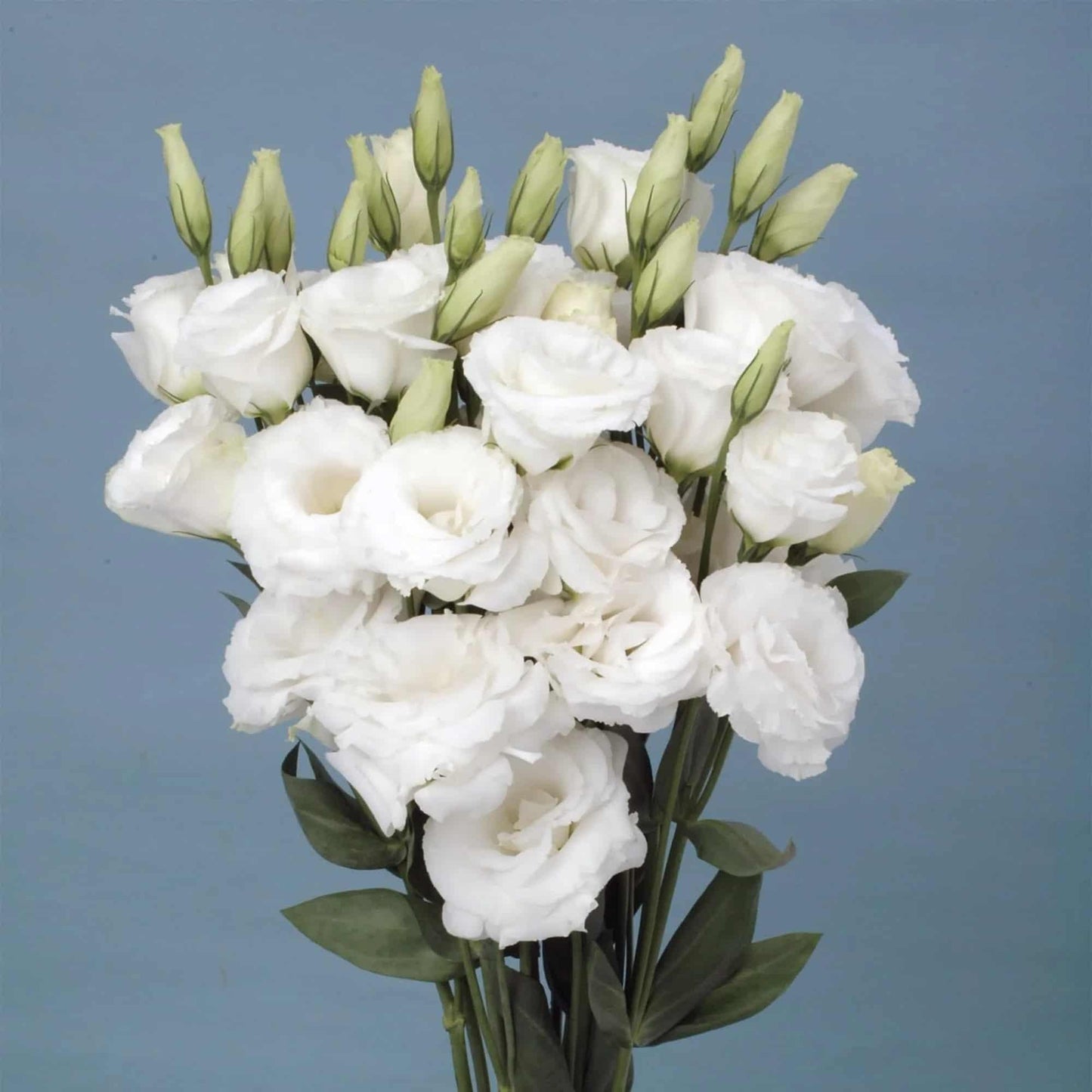 Lisianthus Mix Seeds