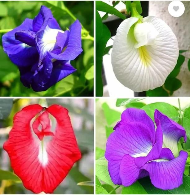 Beautiful Butterfly Pea Seeds