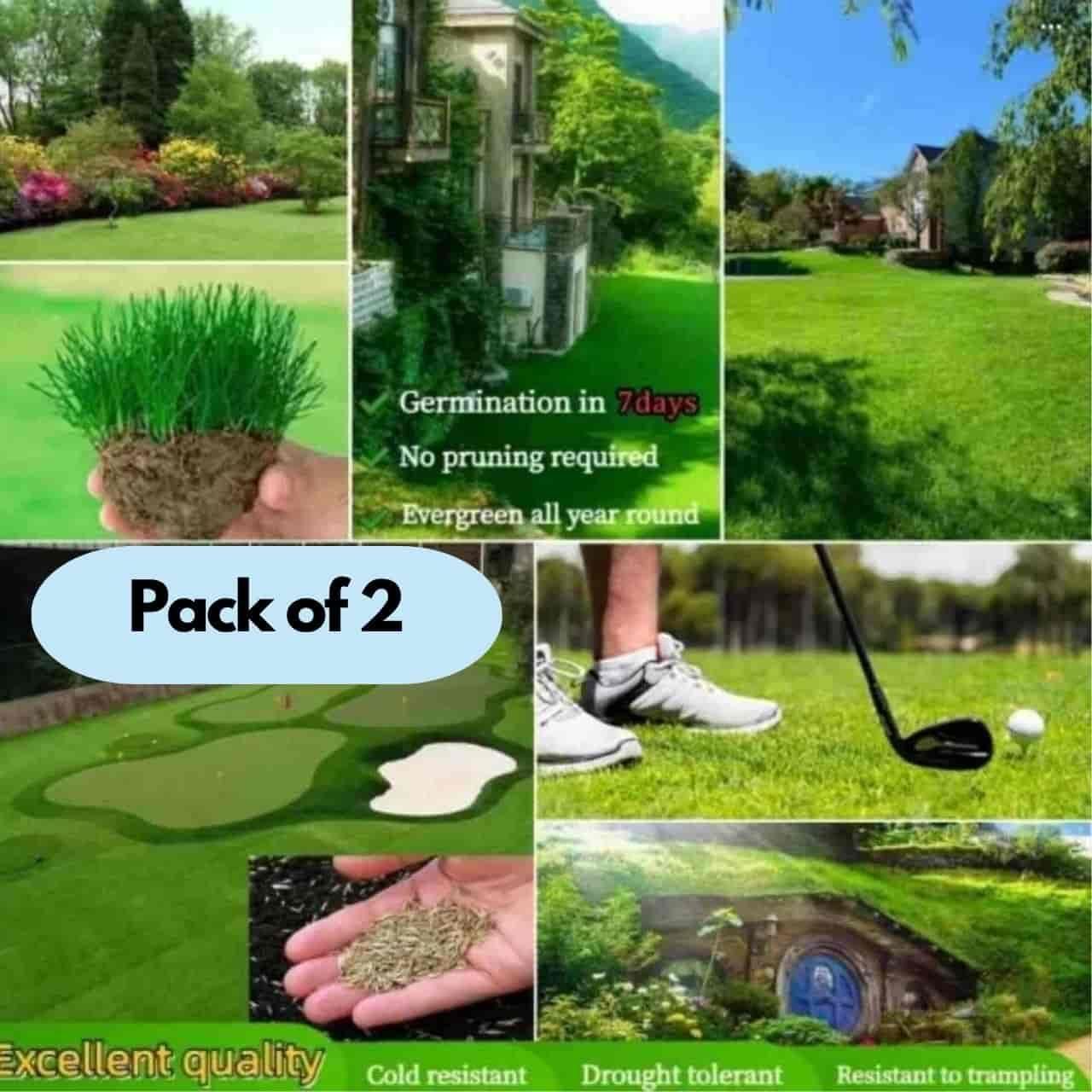 Four Seasons Evergreen Dwarf Grass Seeds (Buy 1 Get 1 Free) + Free Fertilizer Inside