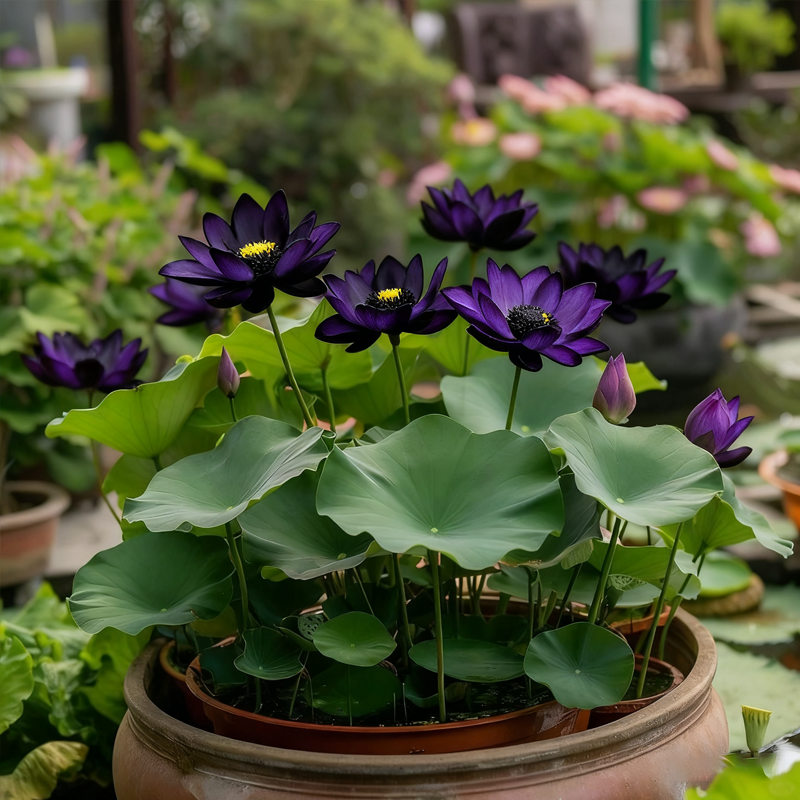 Midnight Purple Lotus Seeds