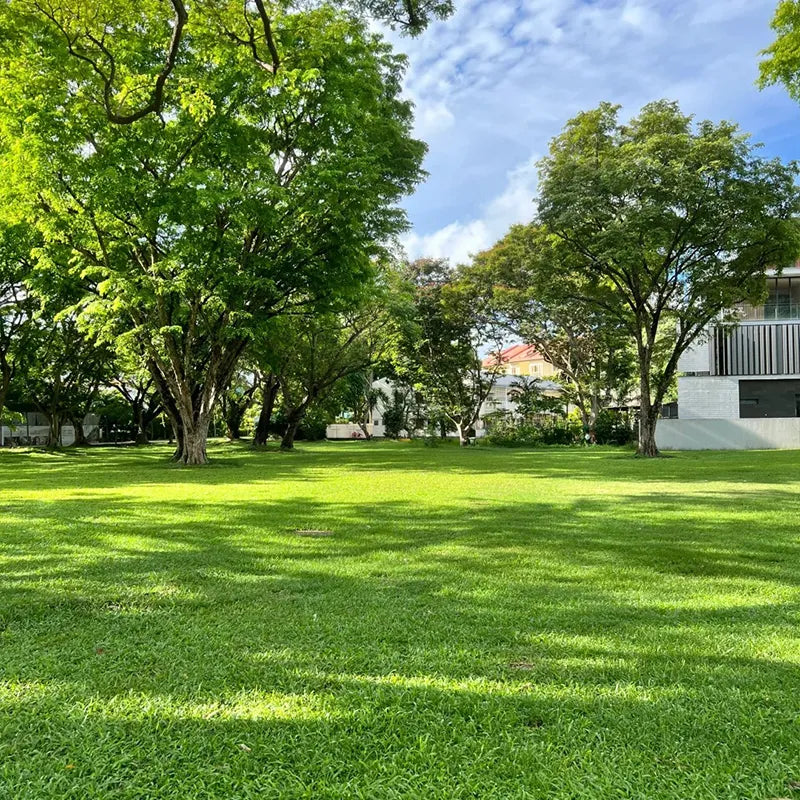 Evergreen Grass Seeds