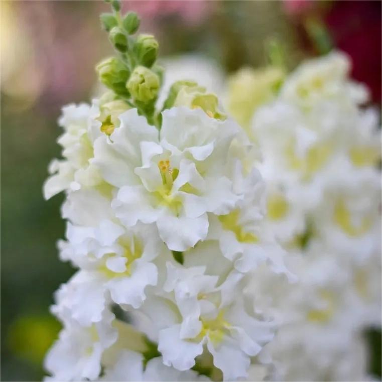 Snapdragon Seeds (Free Pot Mixture 100 gm)