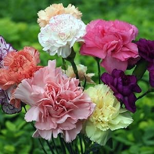 Multi-Colored Carnation Seeds + Free Pot Mixture 100 gm