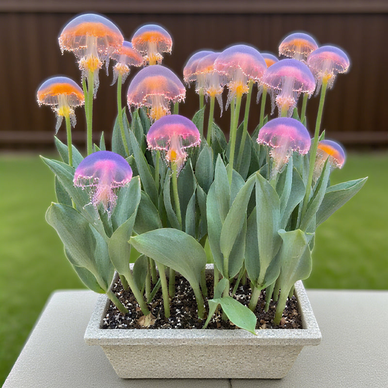 Jellyfish Flowers Seeds