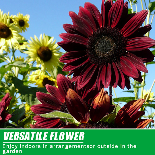 Chocolate Cherry Sunflower Seeds