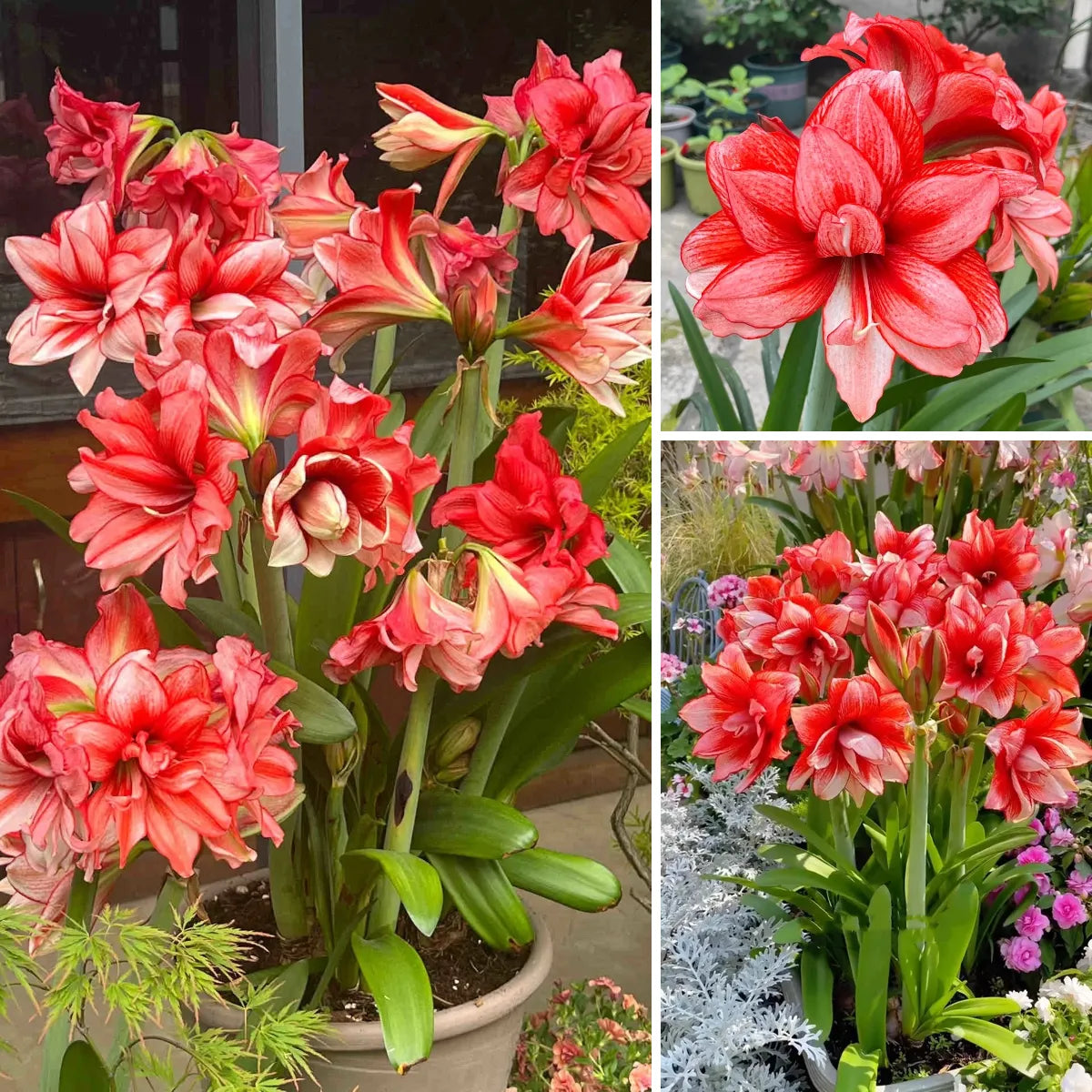 Amaryllis Bulbs - Beautiful Fairy