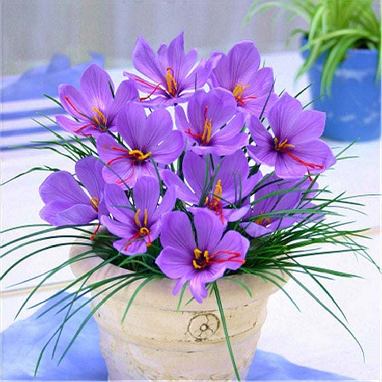 Saffron Bulbs