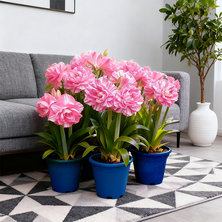 Rare Double Daffodil Bulbs (Pack of 8)