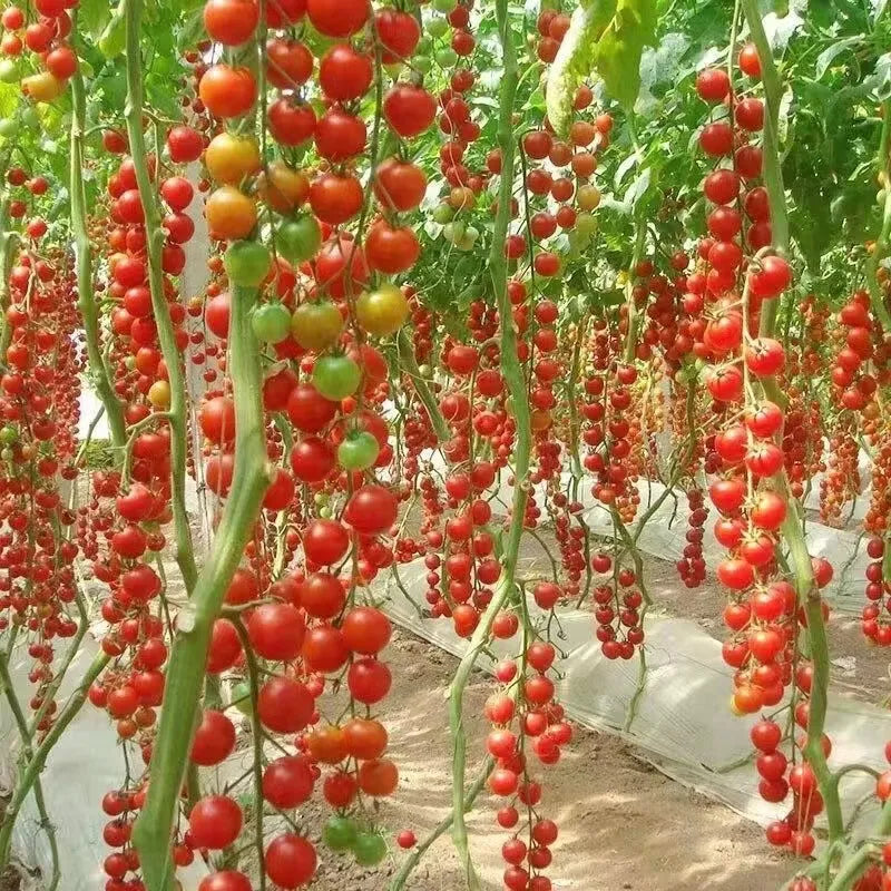 Waterfalls Cherry Tomato