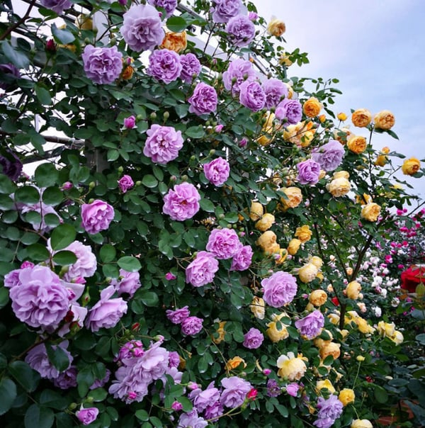 EverGlow Climbing Roses (Buy 1 Get 1 Free)