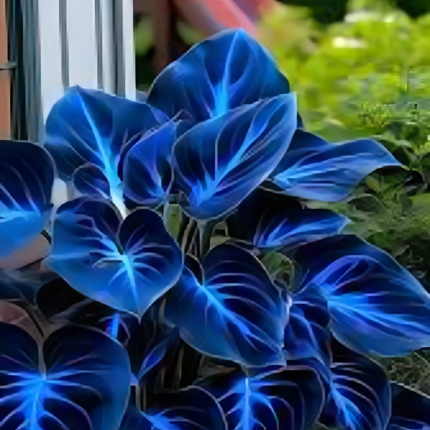 Rare Blue Flame Hosta seeds + 100 Grams Organic Potmix Free