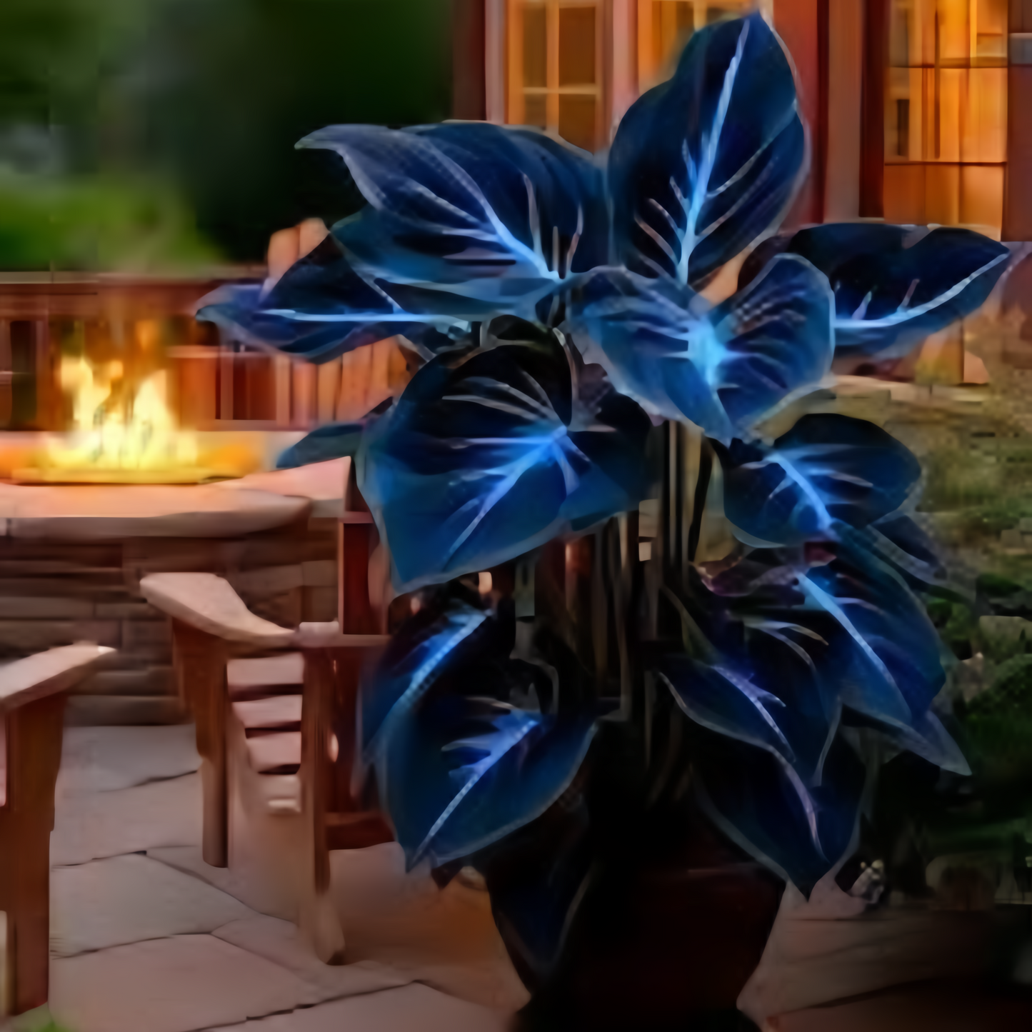 Rare Blue Flame Hosta seeds + 100 Grams Organic Potmix Free