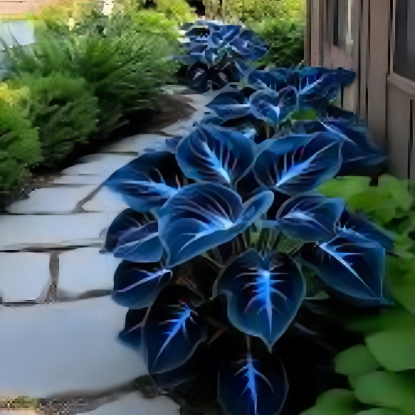 Rare Blue Flame Hosta seeds + 100 Grams Organic Potmix Free