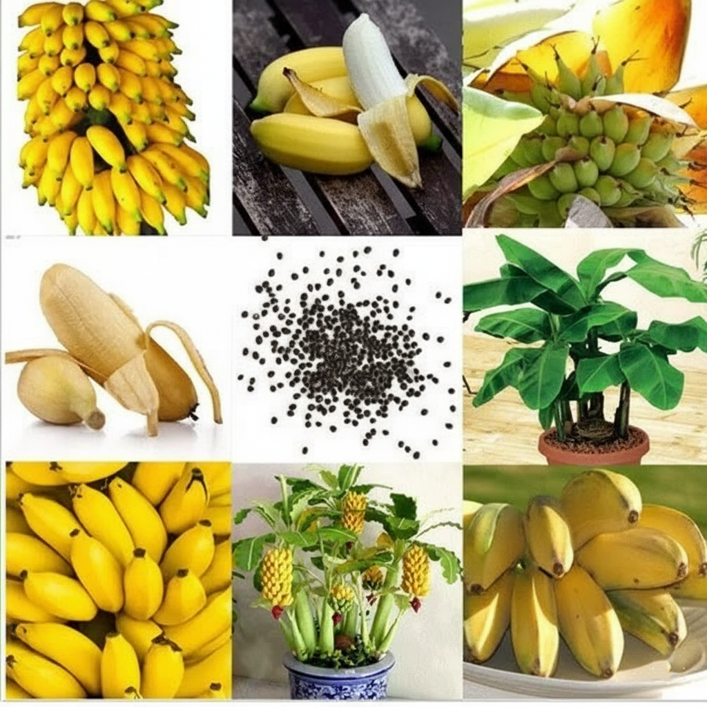 Dwarf Banana Seeds