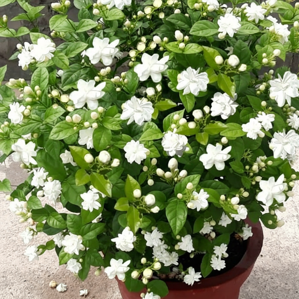 Double Jasmine Flower Seeds