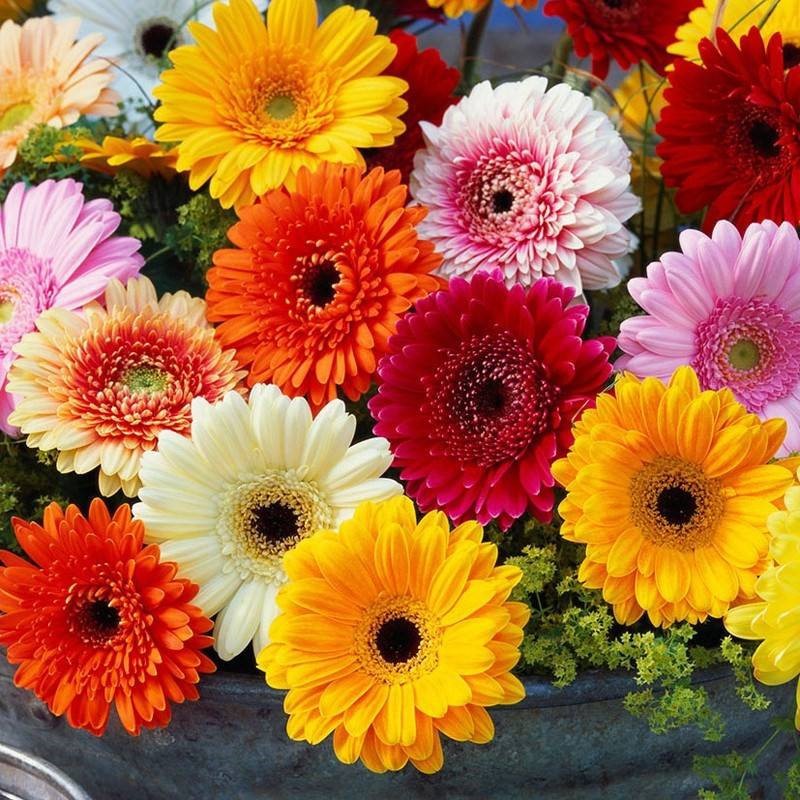 Gerbera Mix Flowering Seeds🌼