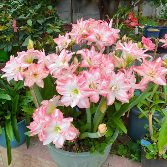 Amaryllis Bulbs - Beautiful Fairy