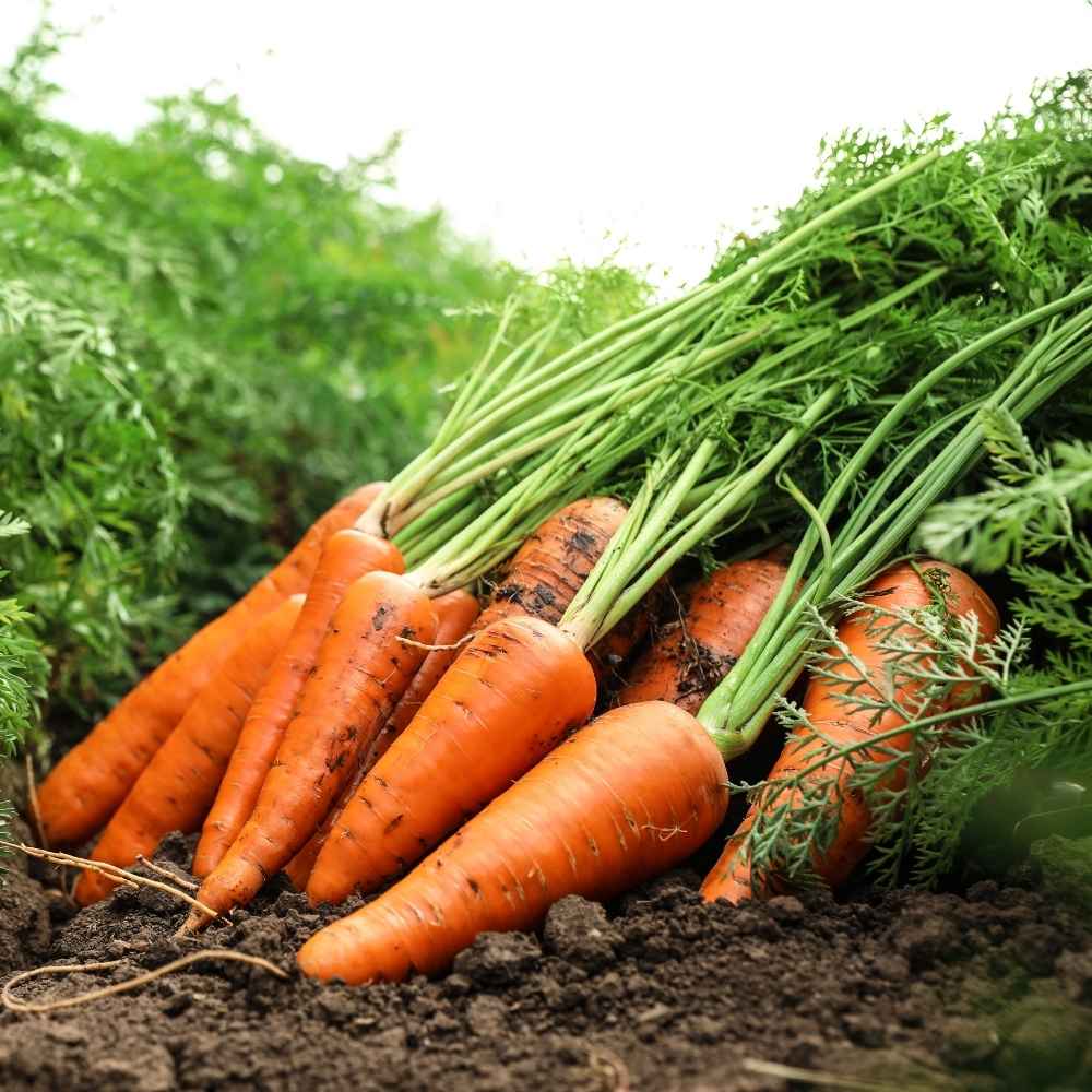 Sweet Carrot Seeds