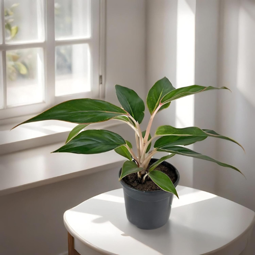 Aglaonema - Chinese Evergreen Plant With Plastic Pot