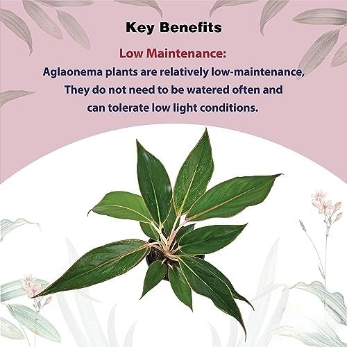 Aglaonema - Chinese Evergreen Plant With Plastic Pot