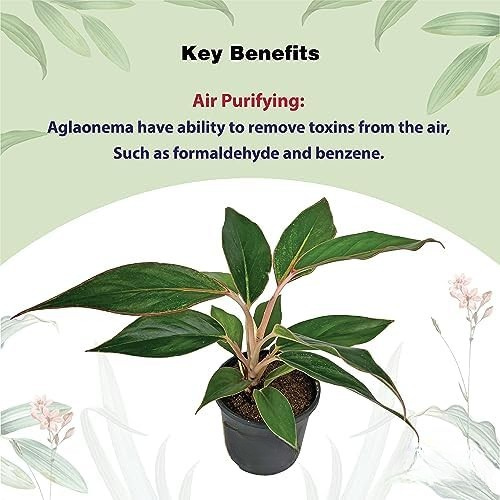 Aglaonema - Chinese Evergreen Plant With Plastic Pot