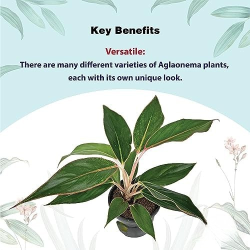 Aglaonema - Chinese Evergreen Plant With Plastic Pot