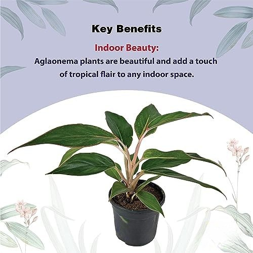 Aglaonema - Chinese Evergreen Plant With Plastic Pot