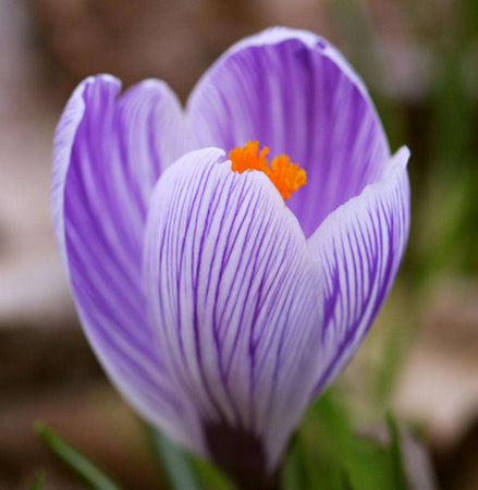 Saffron Bulbs