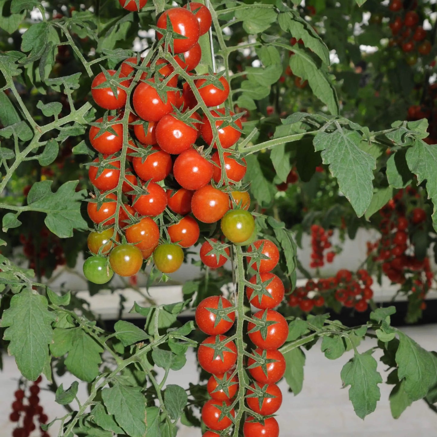 Waterfalls Cherry Tomato