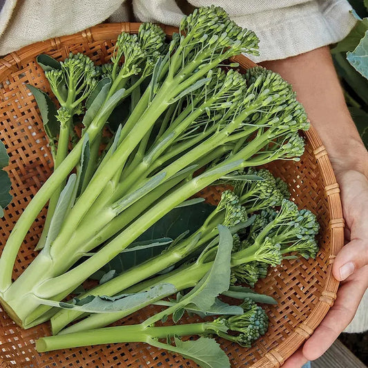 Organic Broccoli Seeds