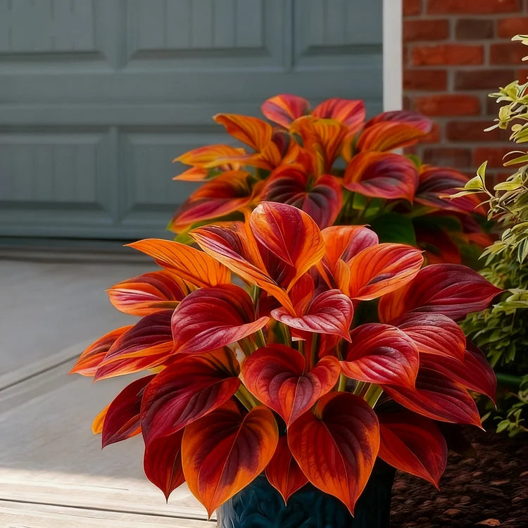 Rainbow Flame Hostas Seeds (Buy 20 Get 20) + Plant Growth Supplement