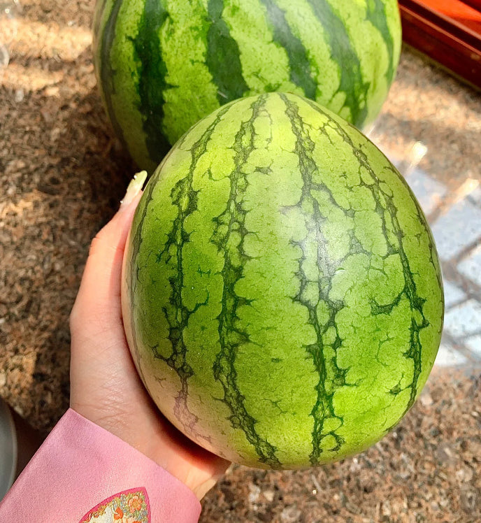 Early Spring Red Jade Watermelon Seeds