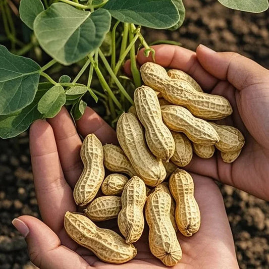 High-Yield Peanuts Seeds