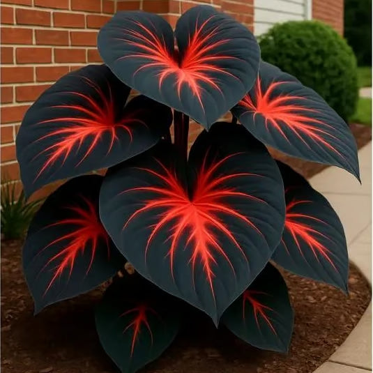 Rare Hosta Flower Seeds + 100 Grams Organic Potmix Free