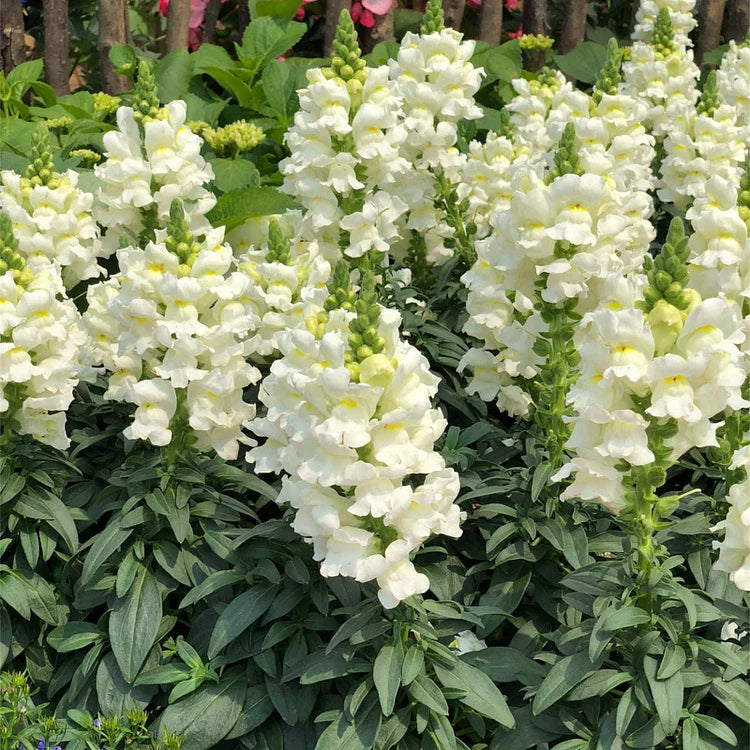 Snapdragon Seeds (Free Pot Mixture 100 gm)