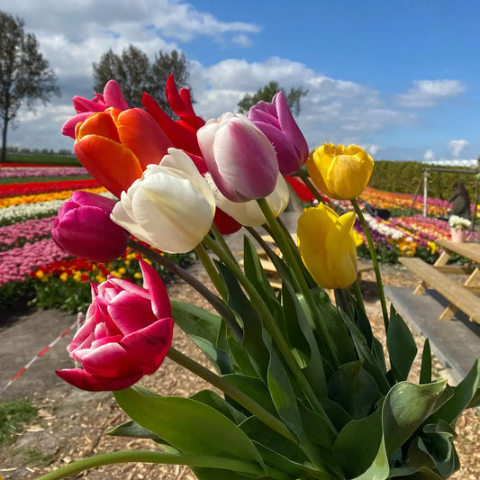 Tulip Bulbs