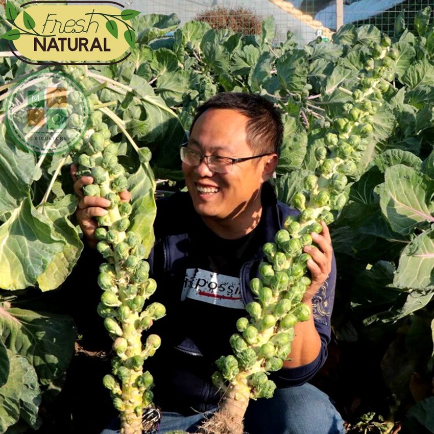 Fast-Grow Mini Cabbage Seeds