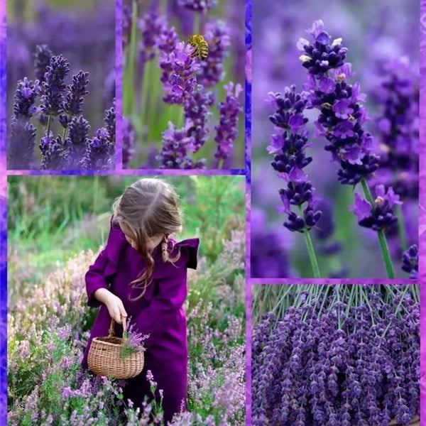 Premium Lavender Seeds