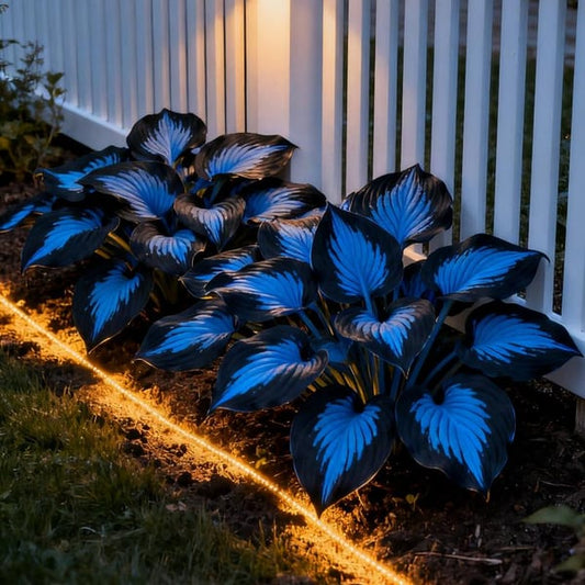 Rare Blue Flame Hosta seeds + 100 Grams Organic Potmix Free