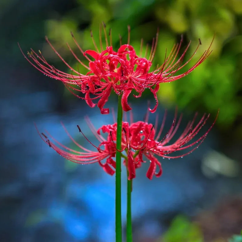 🌈 Spider Lily Bulbs-Multicolor