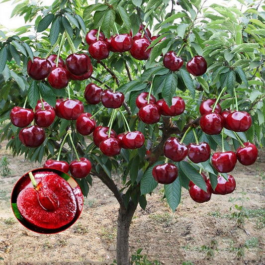 Rainier Cherry Fruit Seeds 🍒