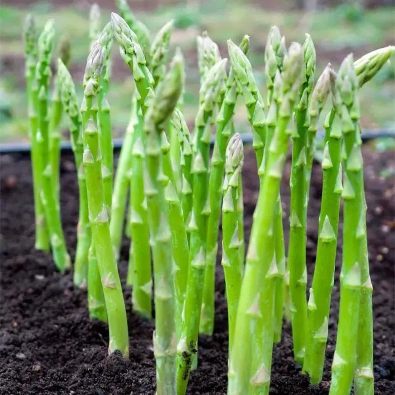 🌿King of Vegetables - Asparagus Mary Washington Seeds