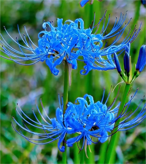 🌈 Spider Lily Bulbs-Multicolor