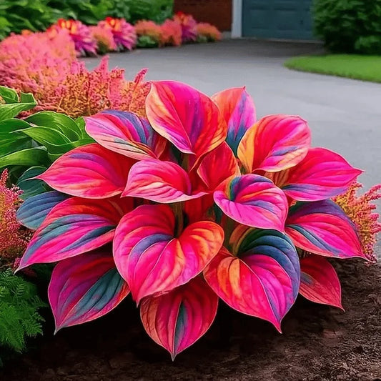 Rainbow Flame Hostas Seeds (Buy 20 Get 20) + Plant Growth Supplement