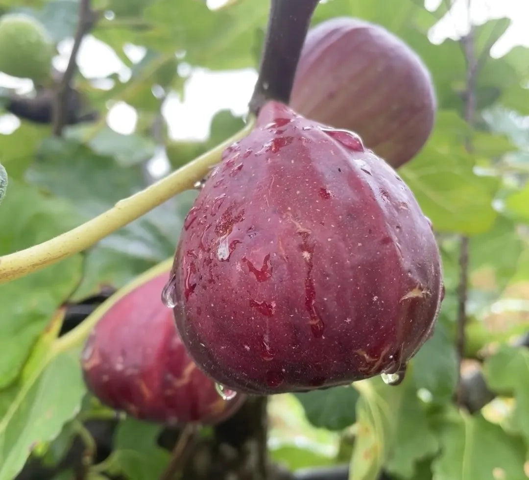 🍑Super Giant Fig Tree Seeds - The Sweetness of a Peach in Every Bite! 🌟