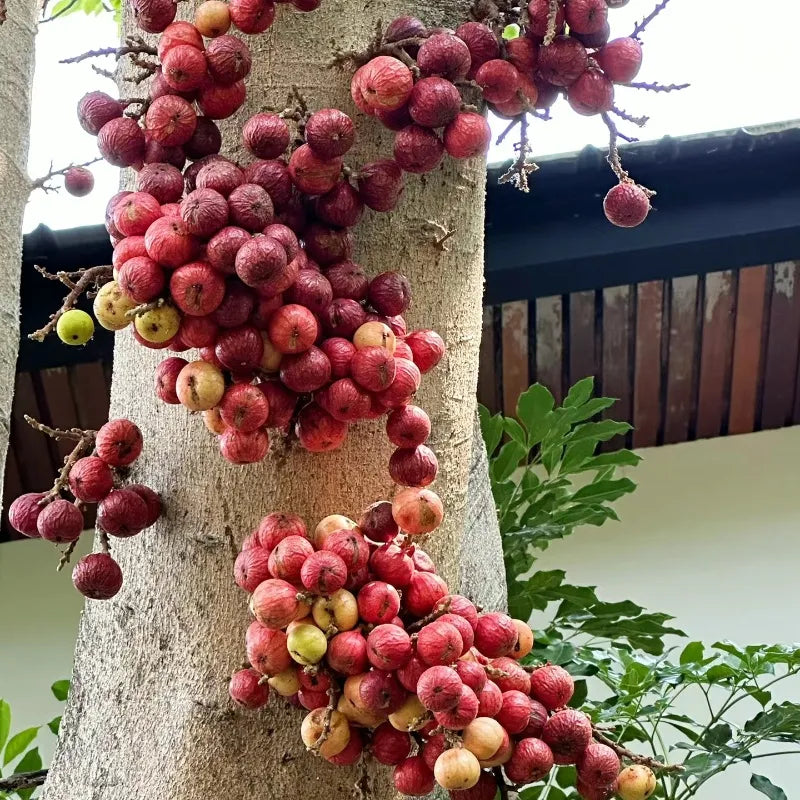 🍑Super Giant Fig Tree Seeds - The Sweetness of a Peach in Every Bite! 🌟