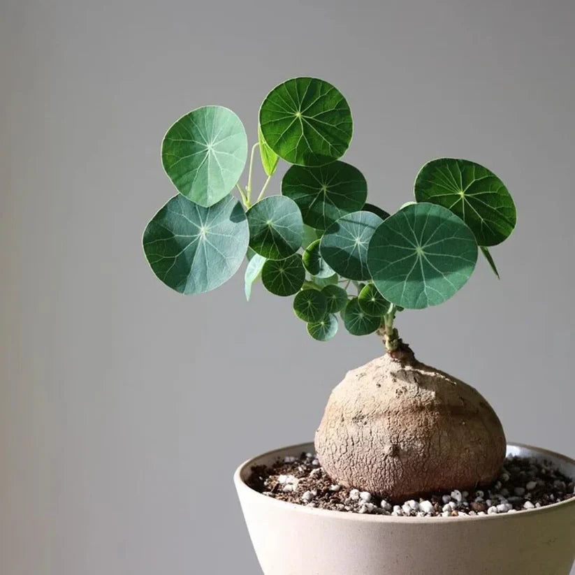 Stephania Erecta: The strongest houseplant for lazy people (Buy 1 Get 1 Free)