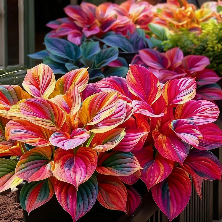 Rainbow Flame Hostas Seeds (Buy 20 Get 20) + Plant Growth Supplement